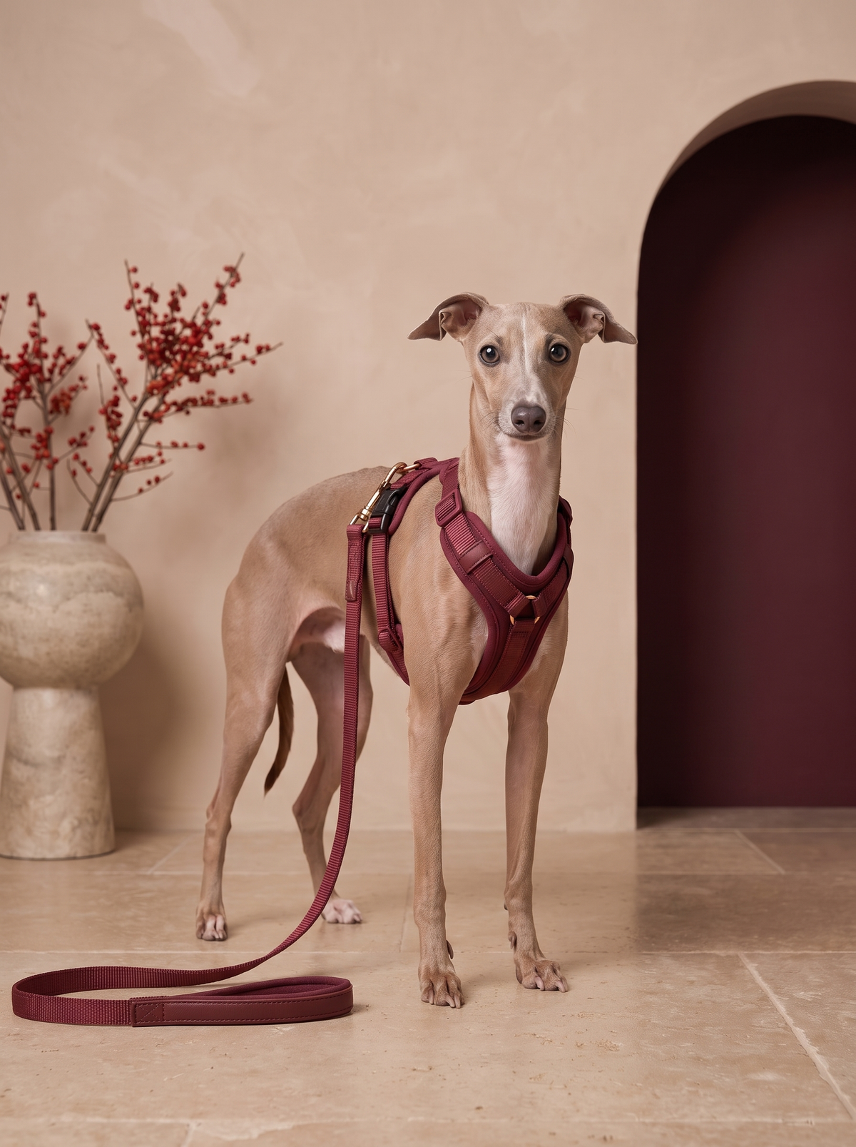 Italian Greyhound wearing a harness and leash