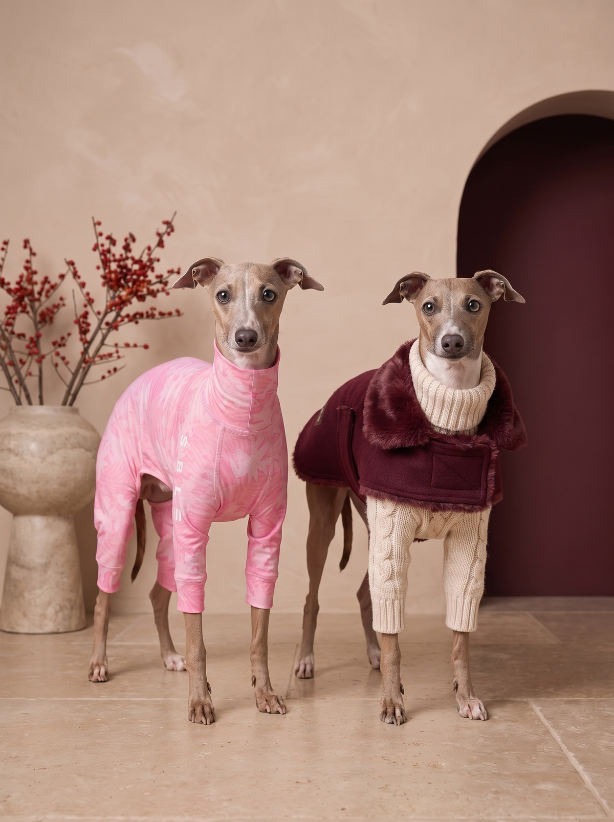 Italian Greyhounds wearing sweaters and coats