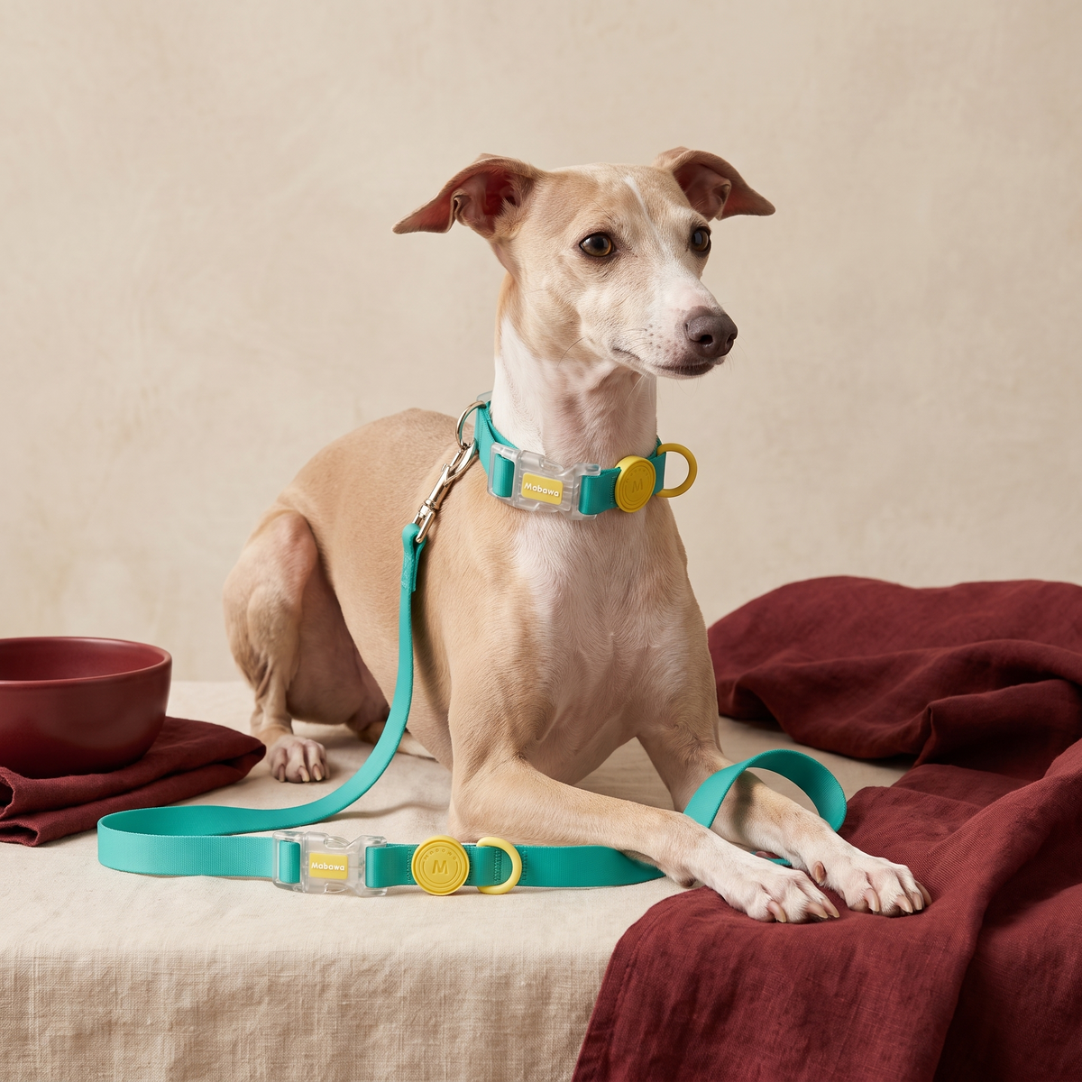 Collars, Leashes & Walk Gear