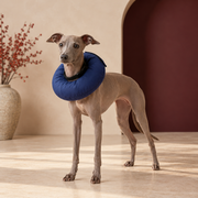Italian Greyhound wearing Padded Fence Guard Dog Collar in Blue
