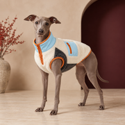 Italian Greyhound wearing Cream and Blue Sherpa Dog Vest in Cream & Blue
