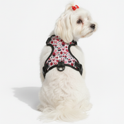Roya - NO-PULL Iggy Harness & Leash Set | for small and large Dogs
