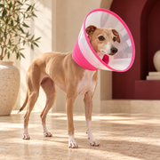 Italian Greyhound using clear dog recovery cone with padded neck
