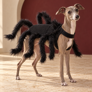 Italian Greyhound wearing Black Spider Dog Costume