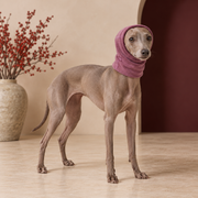 Italian Greyhound wearing Soft Stretch Dog Ear Wrap in Purple