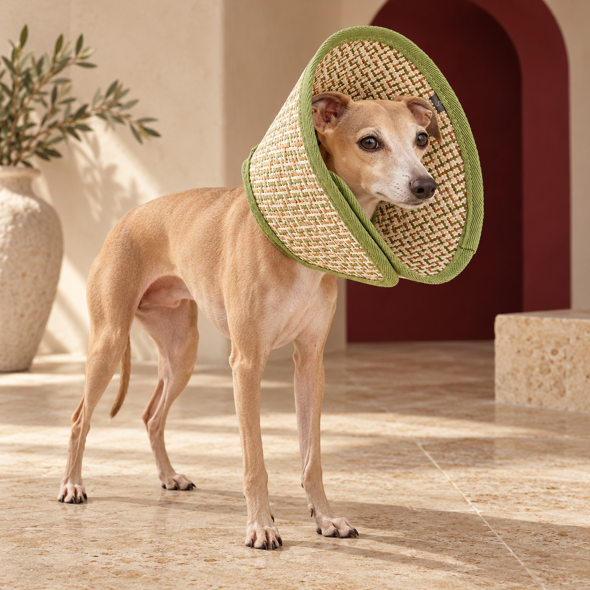 Italian Greyhound using green woven dog recovery cone