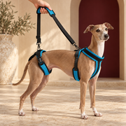 Italian Greyhound using blue front and rear dog support harness