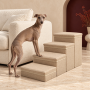 Italian Greyhound approaching beige four-step storage dog stairs