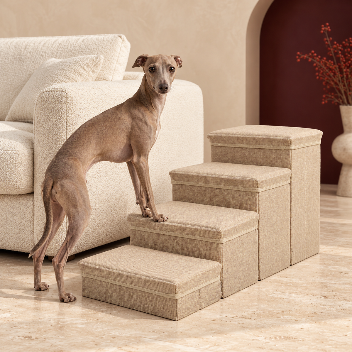 Italian Greyhound approaching beige four-step storage dog stairs