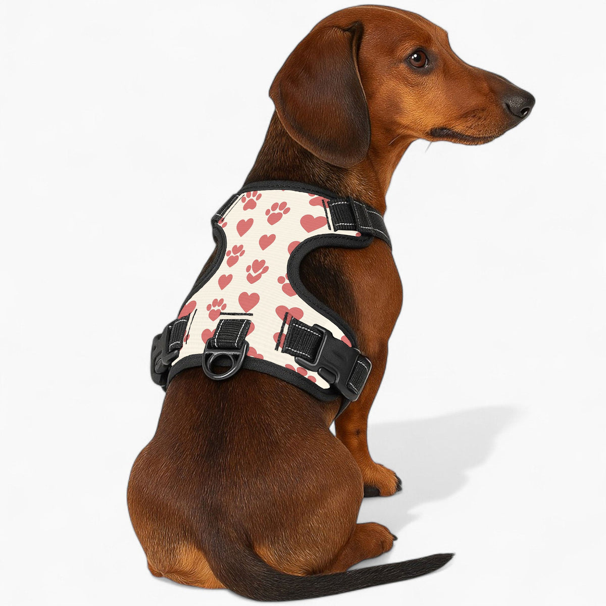 Jack - NO-PULL Iggy Harness & Leash Set | for small and large Dogs