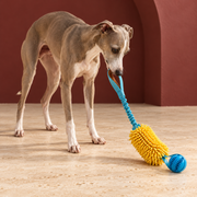 Italian Greyhound using Textured Handle Dog Tug Toy