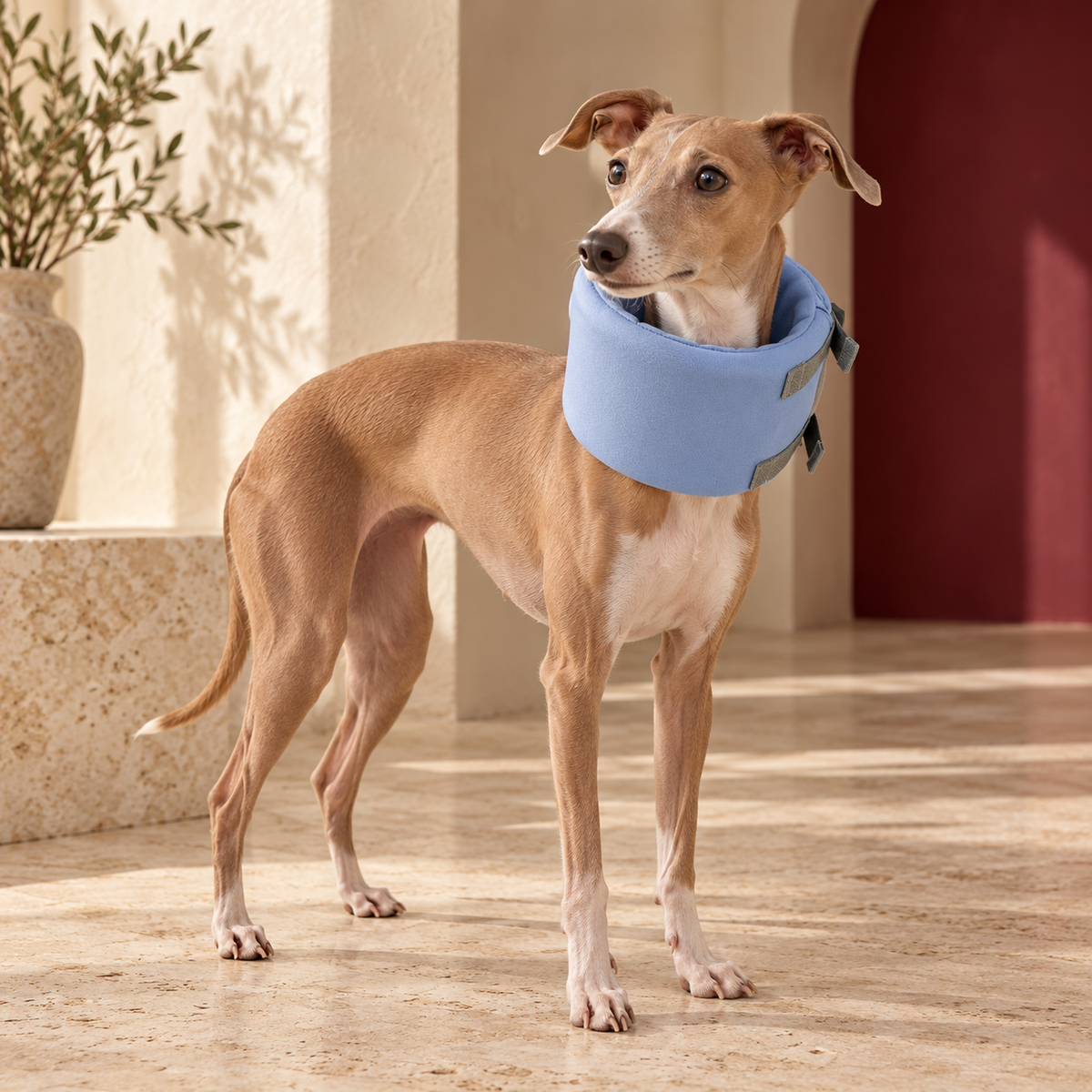 Italian Greyhound using soft padded dog neck collar