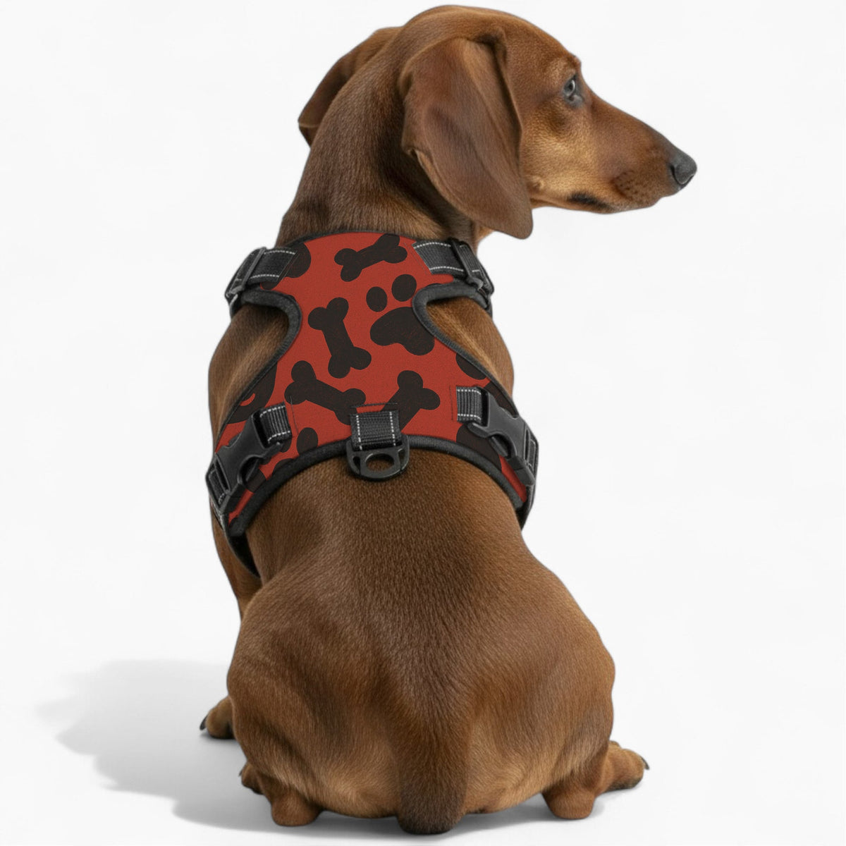 Daisy - NO-PULL Iggy Harness & Leash Set | for small and large Dogs