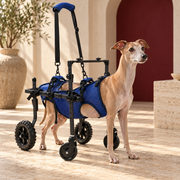 Italian Greyhound using blue four wheel dog mobility cart