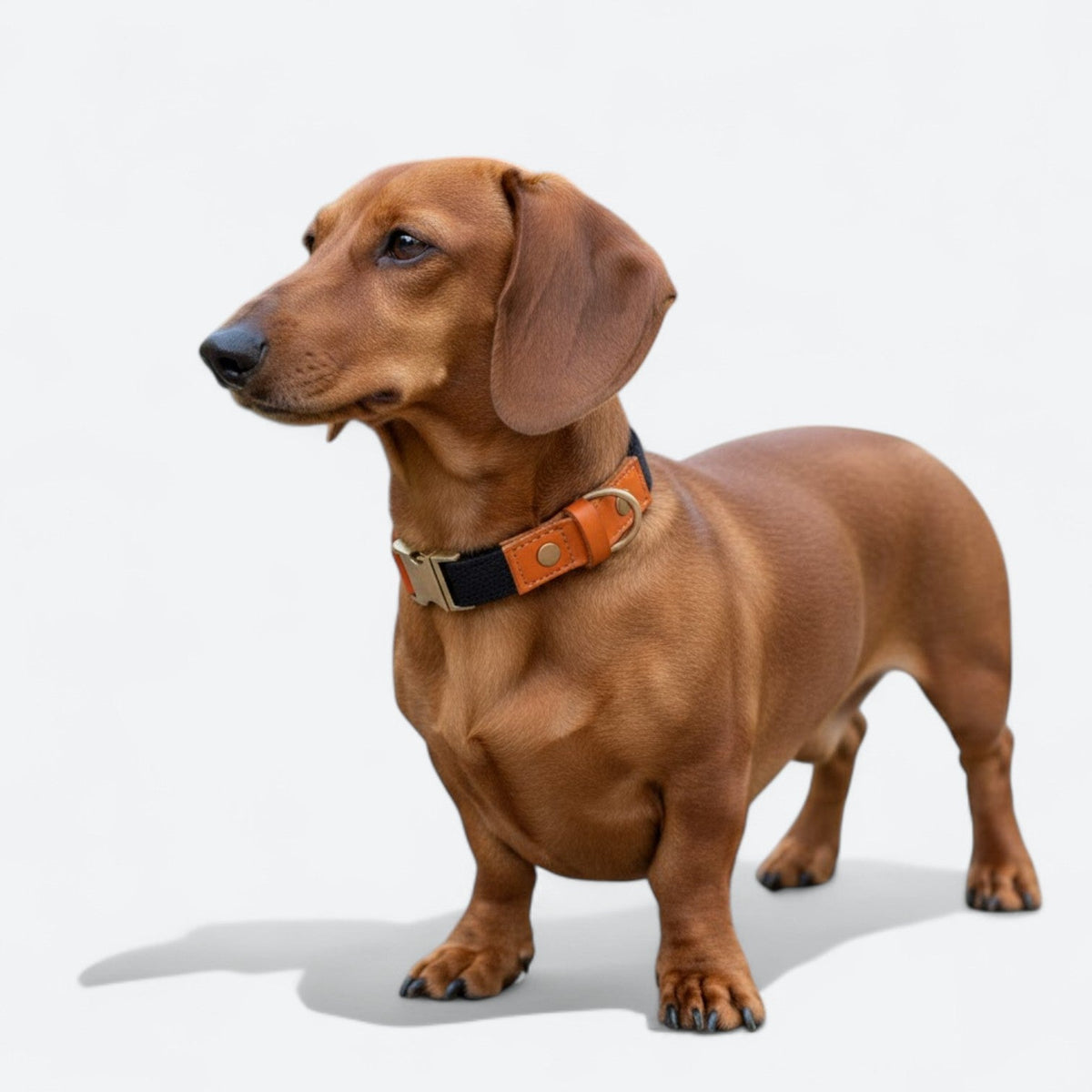 Adjustable-Anti-Lost-Dog-Collar-Leash-Set.jpg