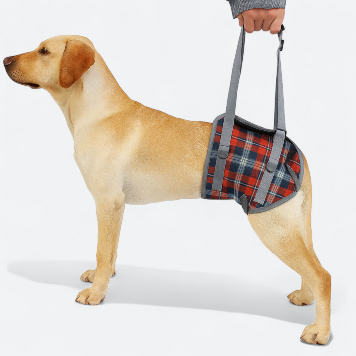 Adjustable Dog Lifting Harness