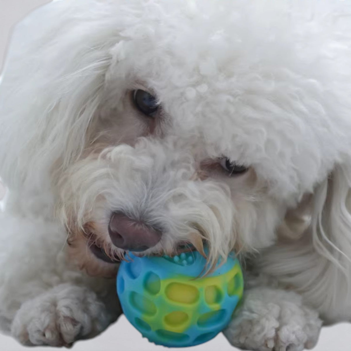 Bouncy-Dog-Chew-Ball-Toy.jpg