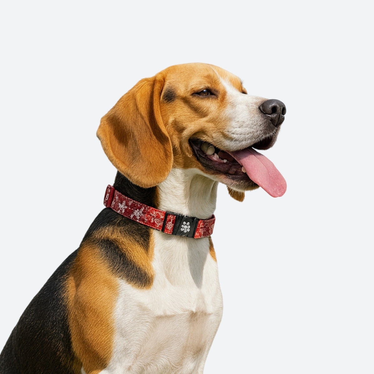 Cotton-Padded-Dog-Floral-Collar.jpg
