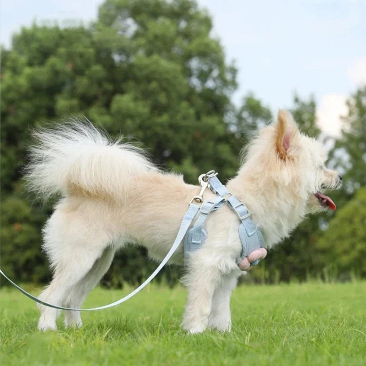 Cute-Flower-Dog-Harness-Leash-Set.jpg