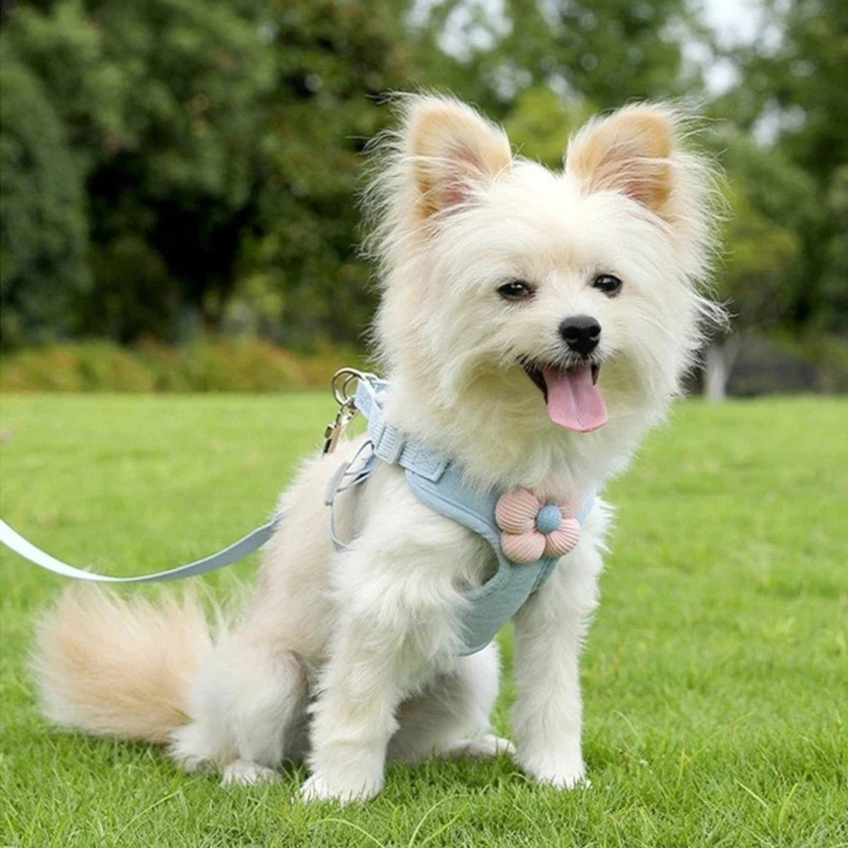 Cute-Flower-Dog-Harness-Leash-Set.jpg