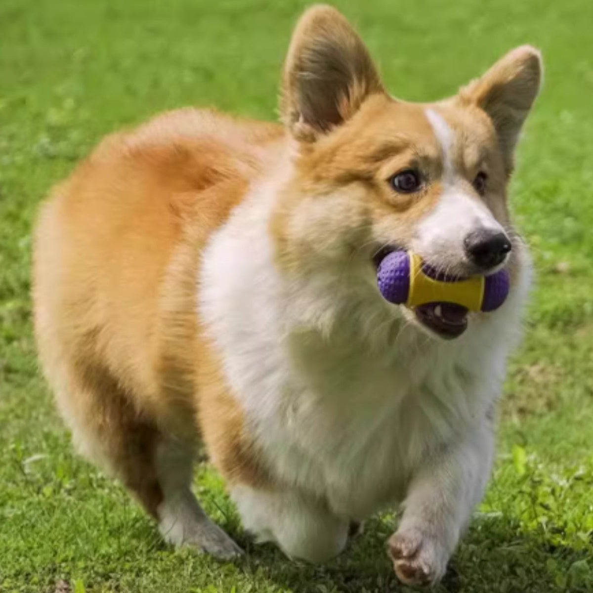 Dental-Chew-Stick-Dog-Toy.jpg