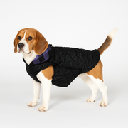 Dog wearing a double-sided windproof coat