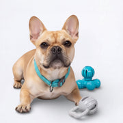 Educational-Dog-Treat-Dispenser-Toy.jpg