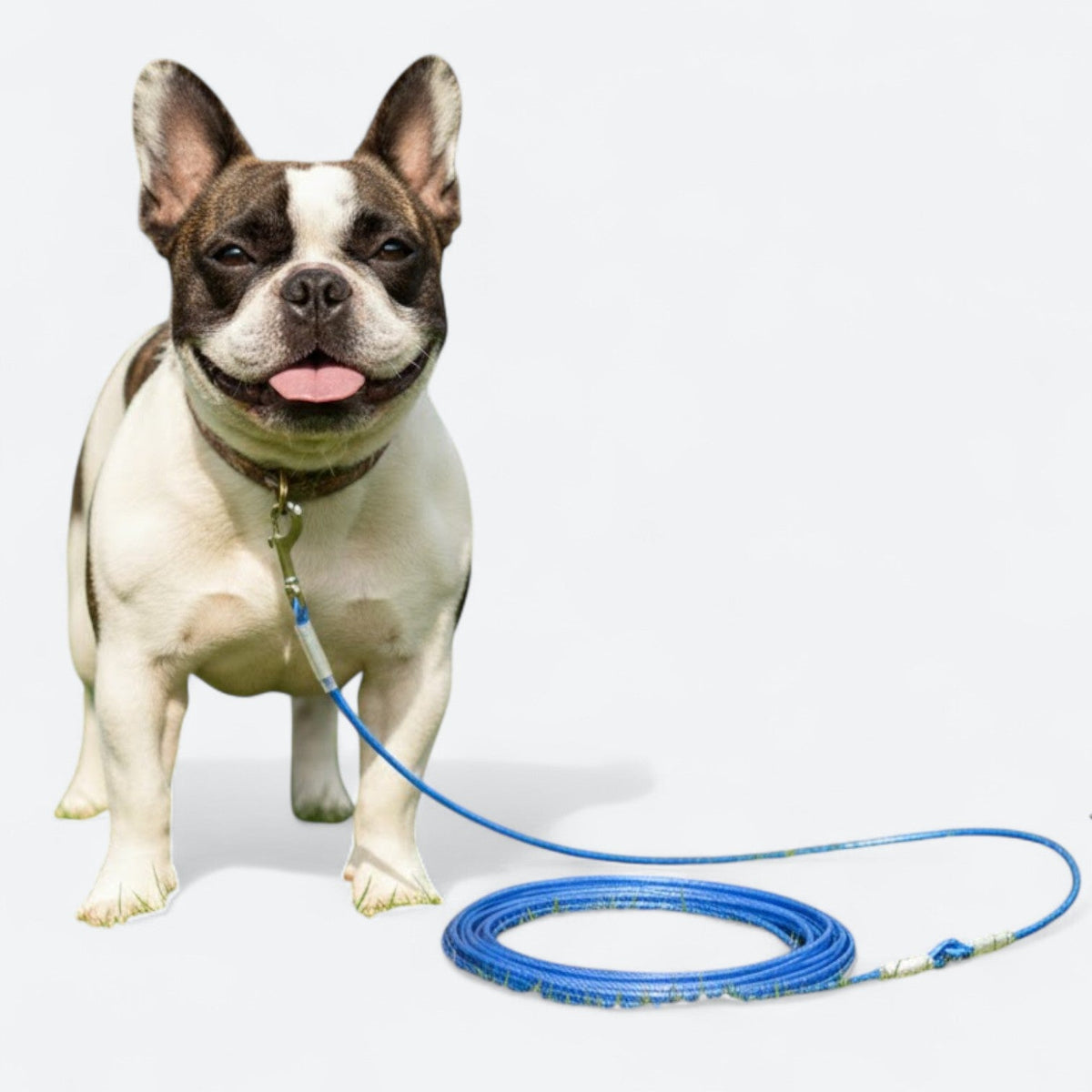 Extended-Steel-Wire-Rope-Dog-Leash.jpg
