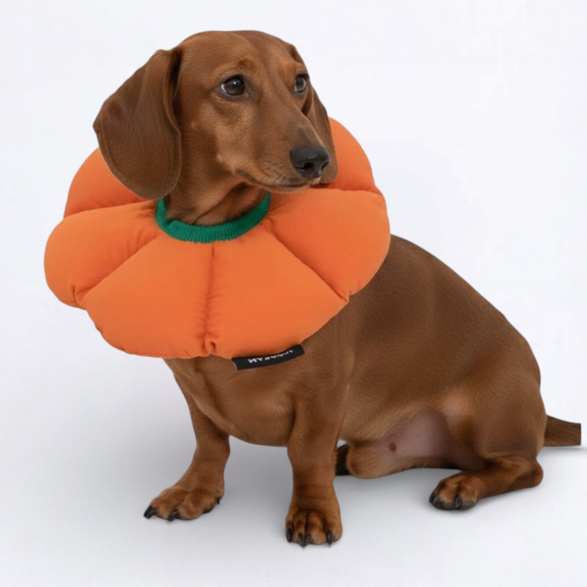 Flower-Shaped-Soft-Dog-Cone.jpg