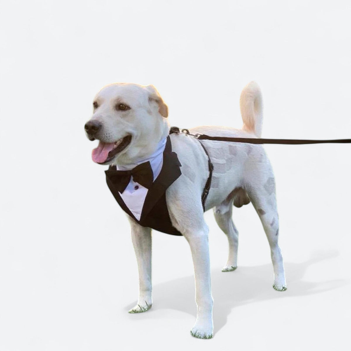 Formal-Dog-Harness-Leash-Set.jpg