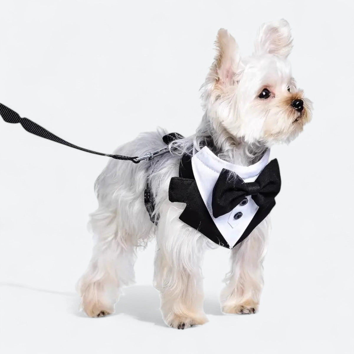 Formal-Dog-Harness-Leash-Set.jpg