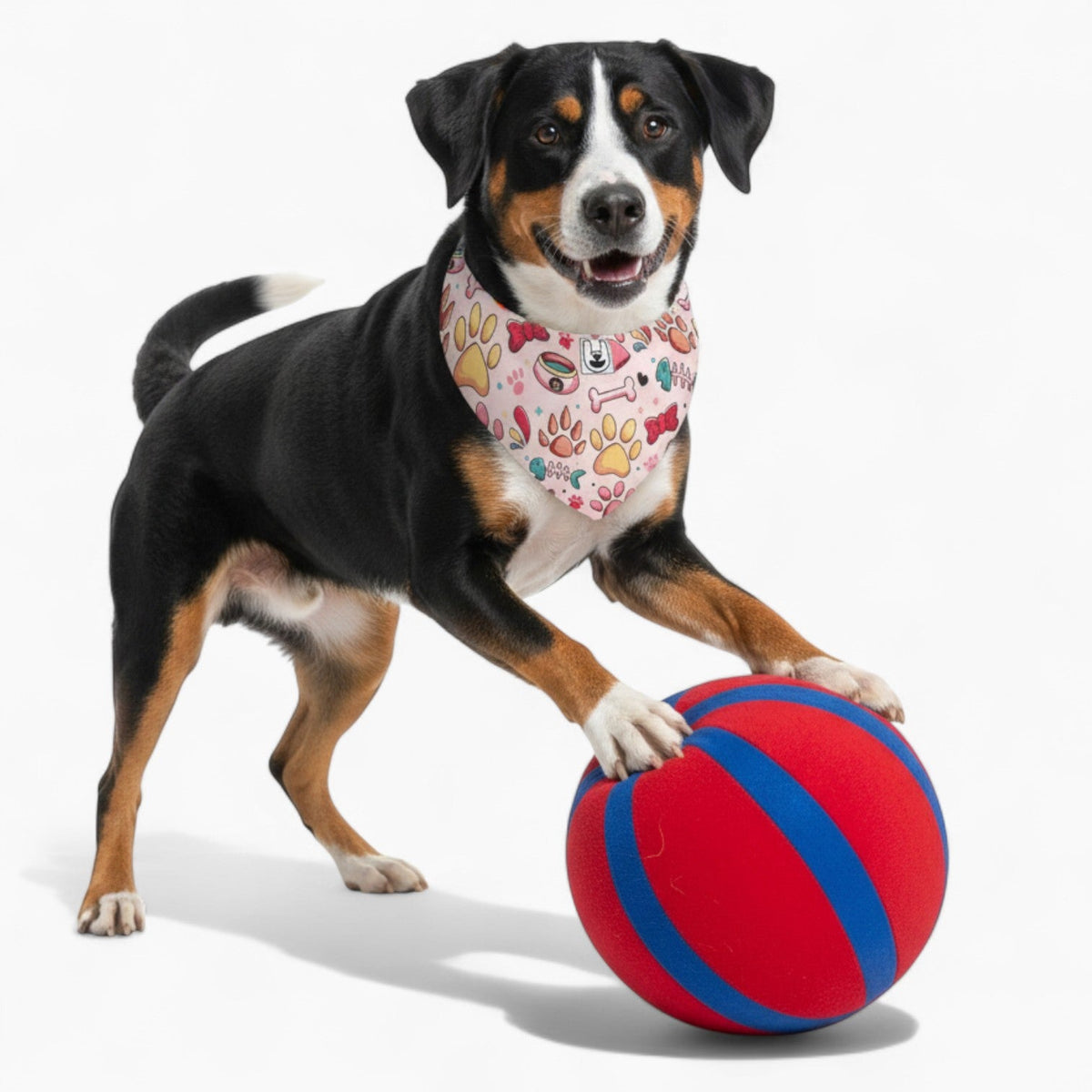 Frankie - Dog Bandana