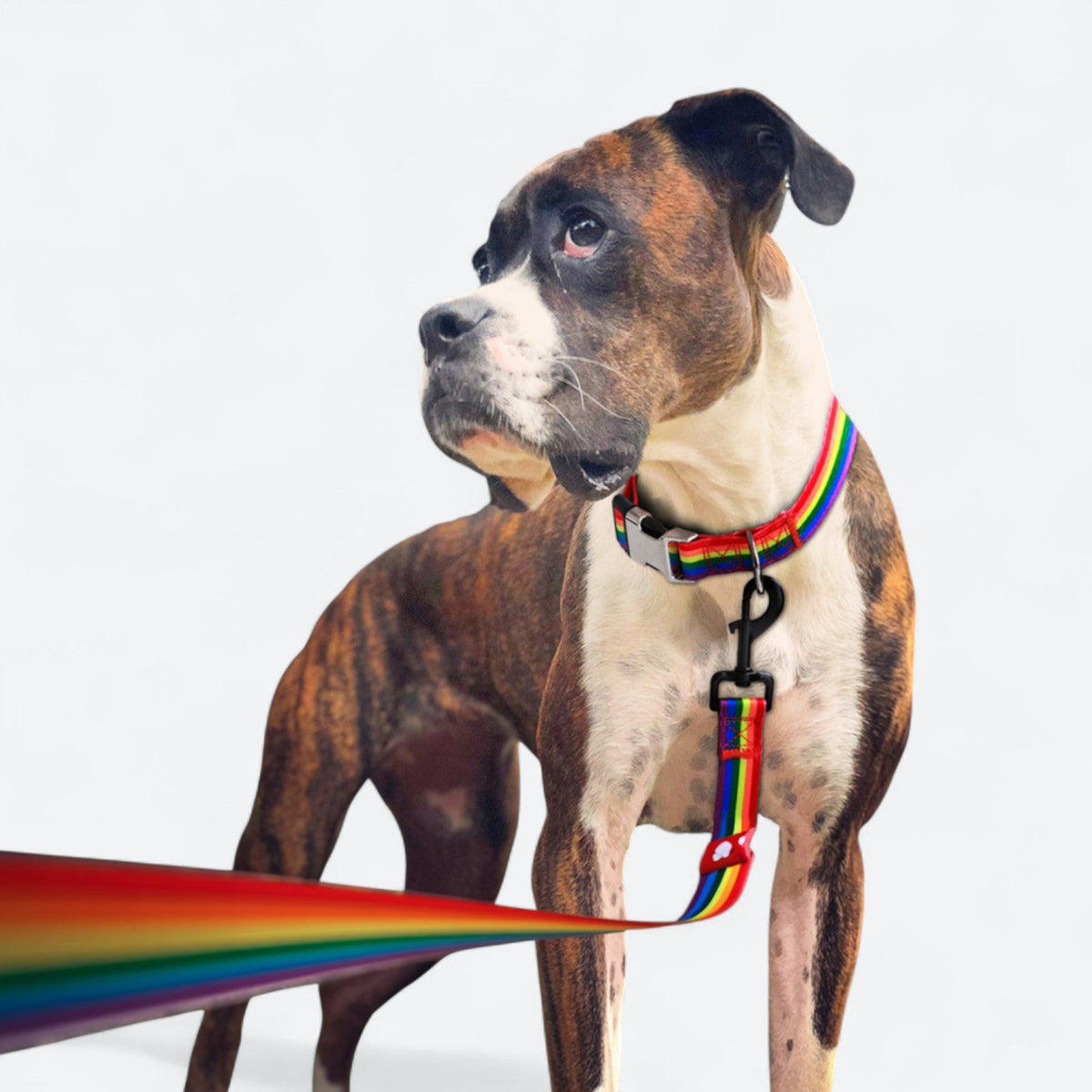 Galaxy-Print-Dog-Collar.jpg