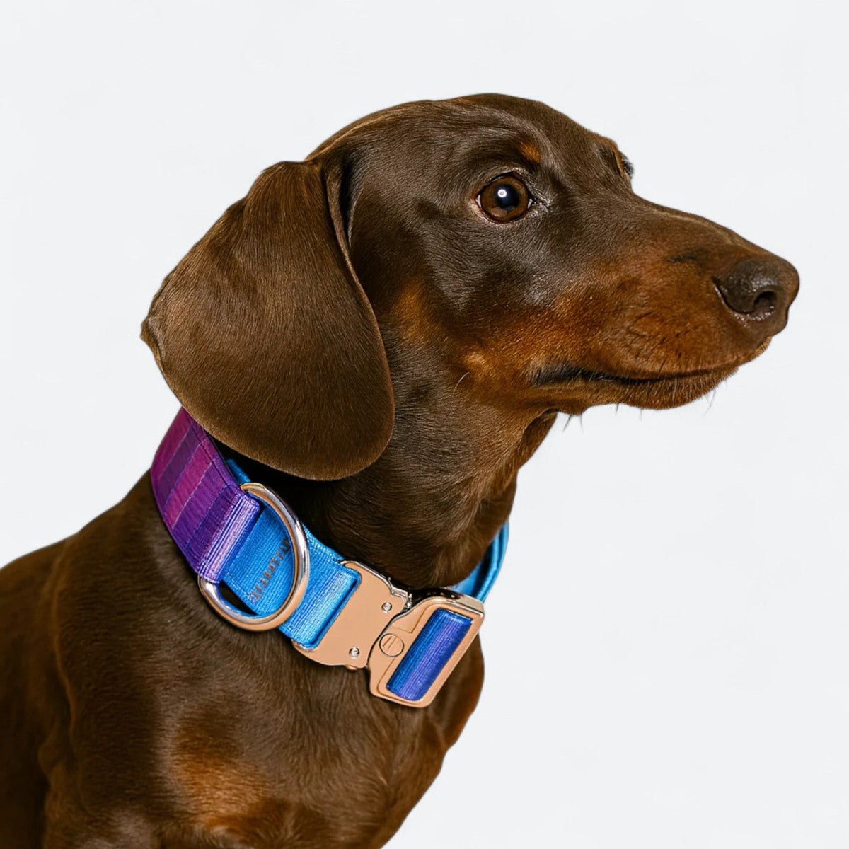 Gradient-Dog-Collar-Leash-Set.jpg