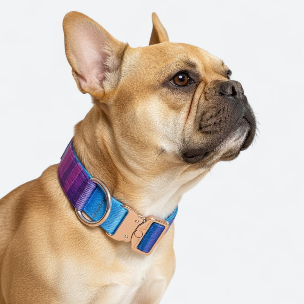 Gradient-Dog-Collar-Leash-Set.jpg
