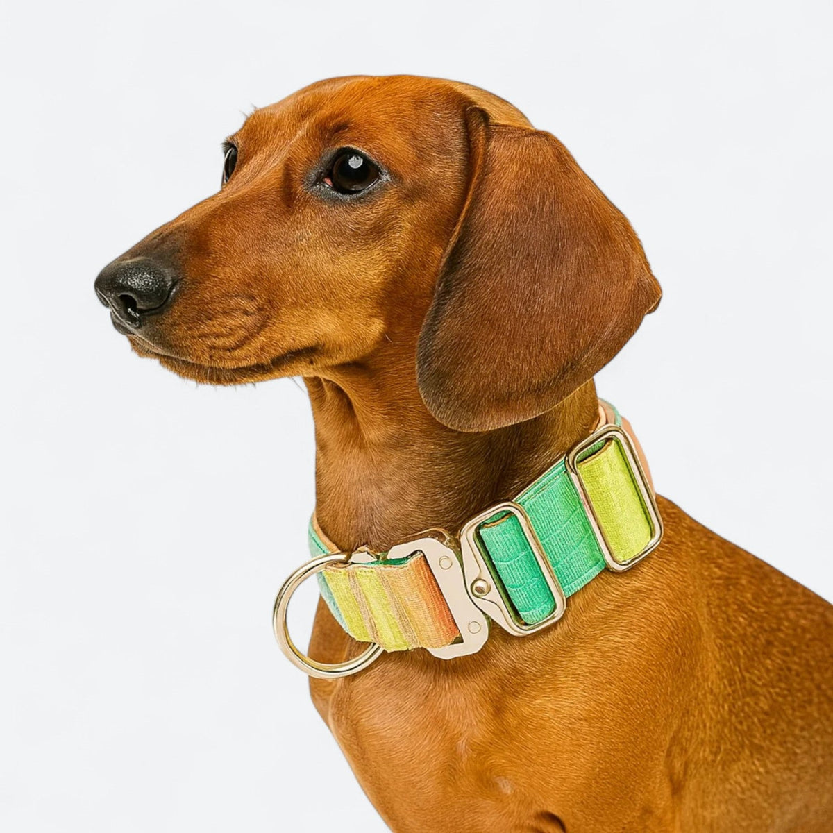 Gradient-Dog-Collar-Leash-Set.jpg