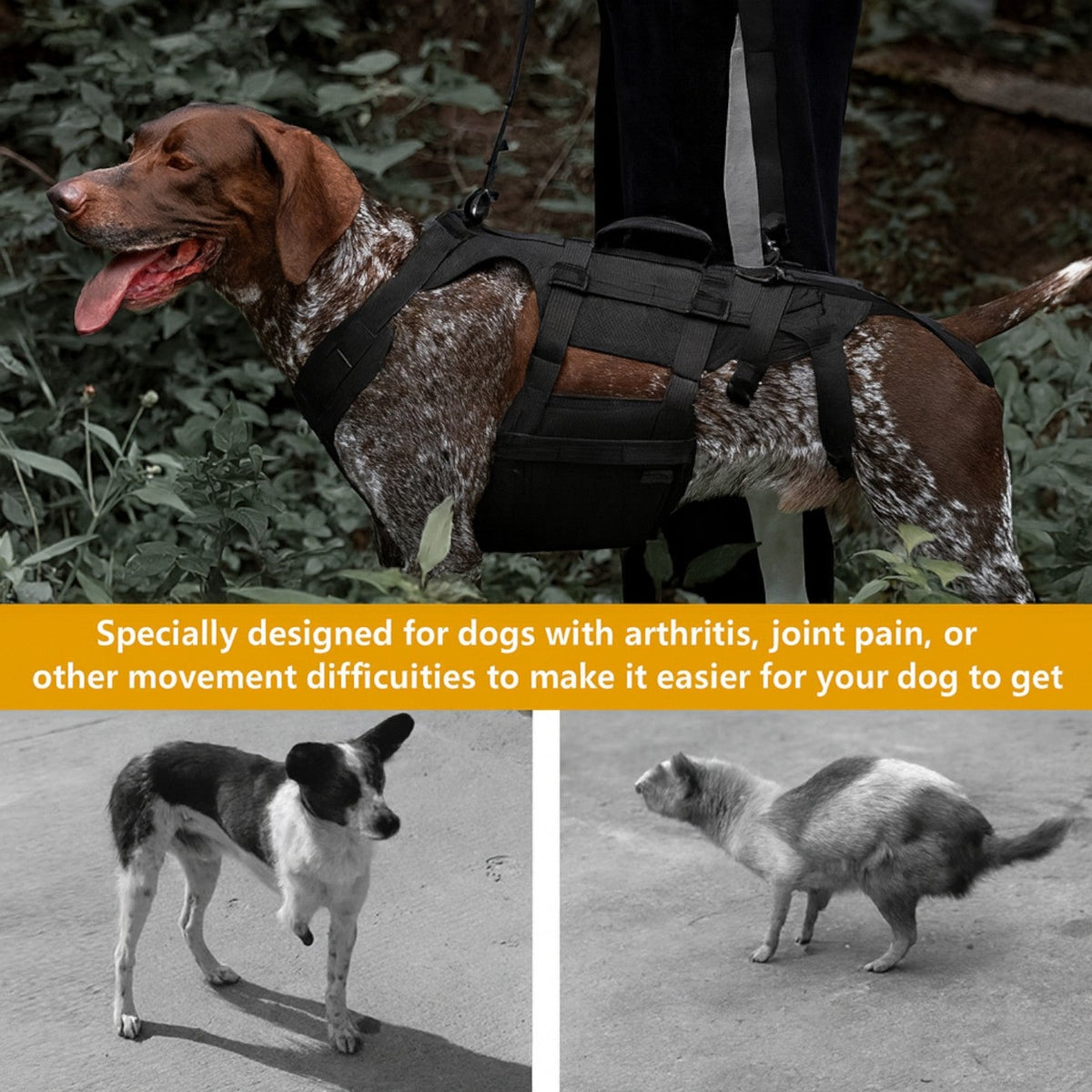 Guard-Dog-Walking-Aid-Harness.jpg