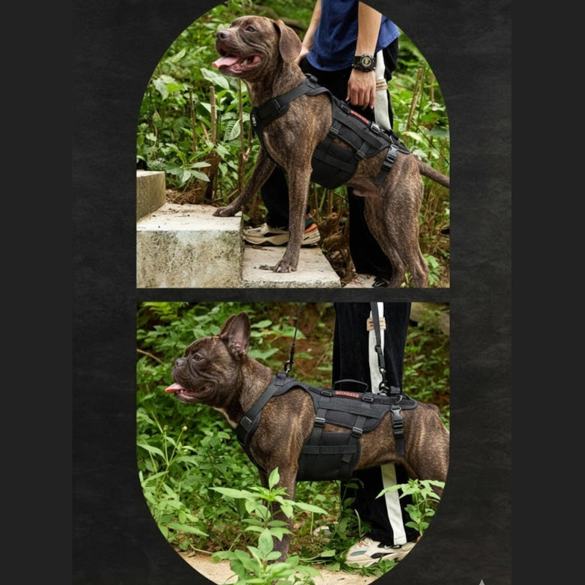 Guard-Dog-Walking-Aid-Harness.jpg
