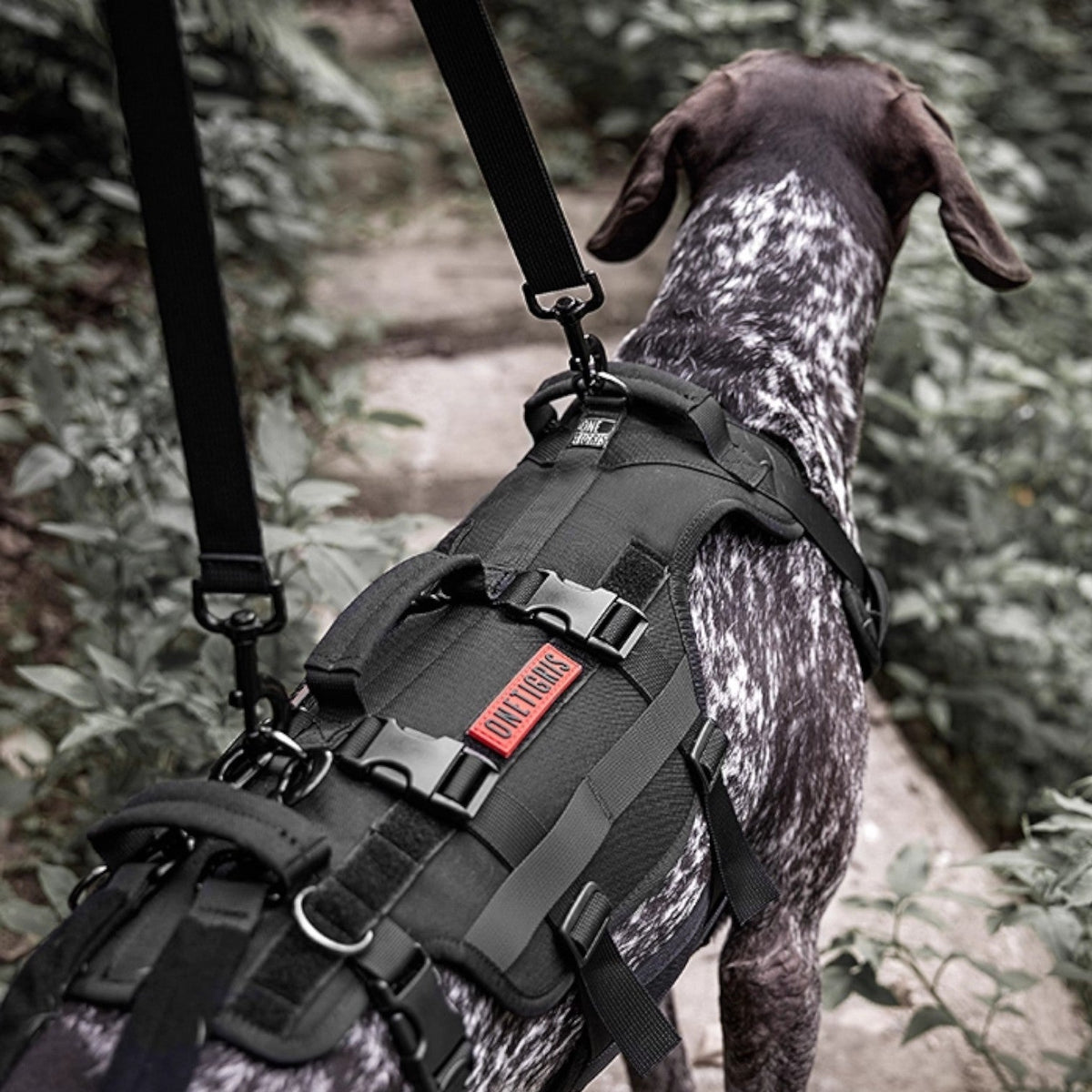 Guard-Dog-Walking-Aid-Harness.jpg