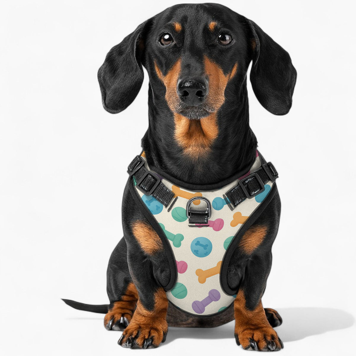 Luke - NO-PULL Iggy Harness & Leash Set | for small and large Dogs