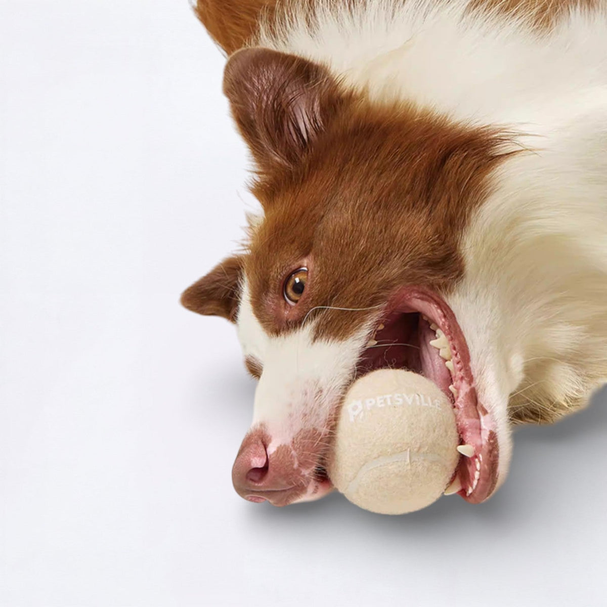 Ice-Cream-Tennis-Ball-Dog-Toy.jpg
