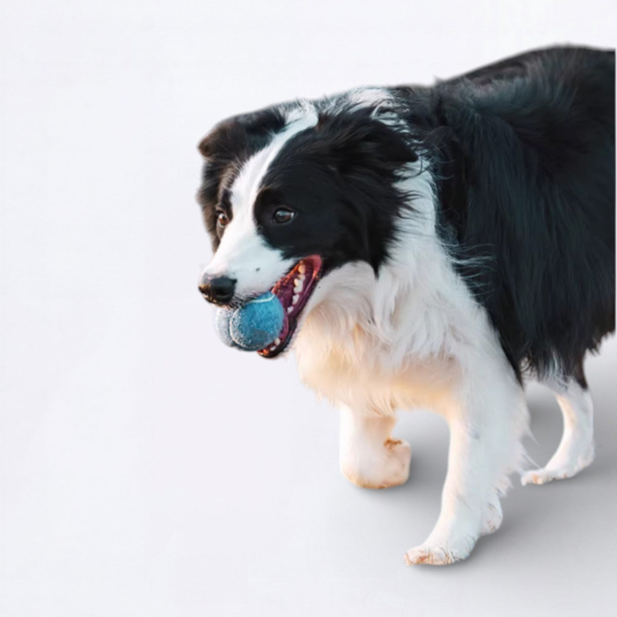 Ice-Cream-Tennis-Ball-Dog-Toy.jpg