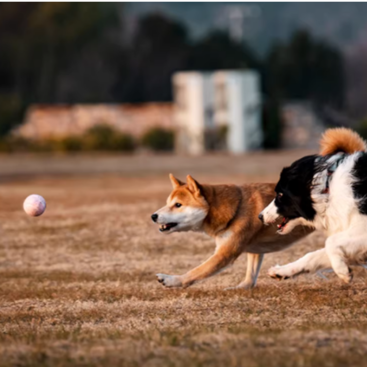 Ice-Cream-Tennis-Ball-Dog-Toy.jpg