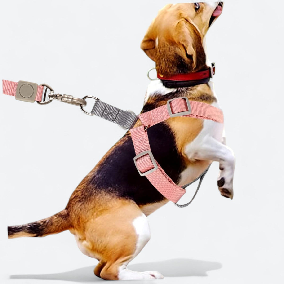 Macaron-Dog-Harness-Leash-Set.jpg