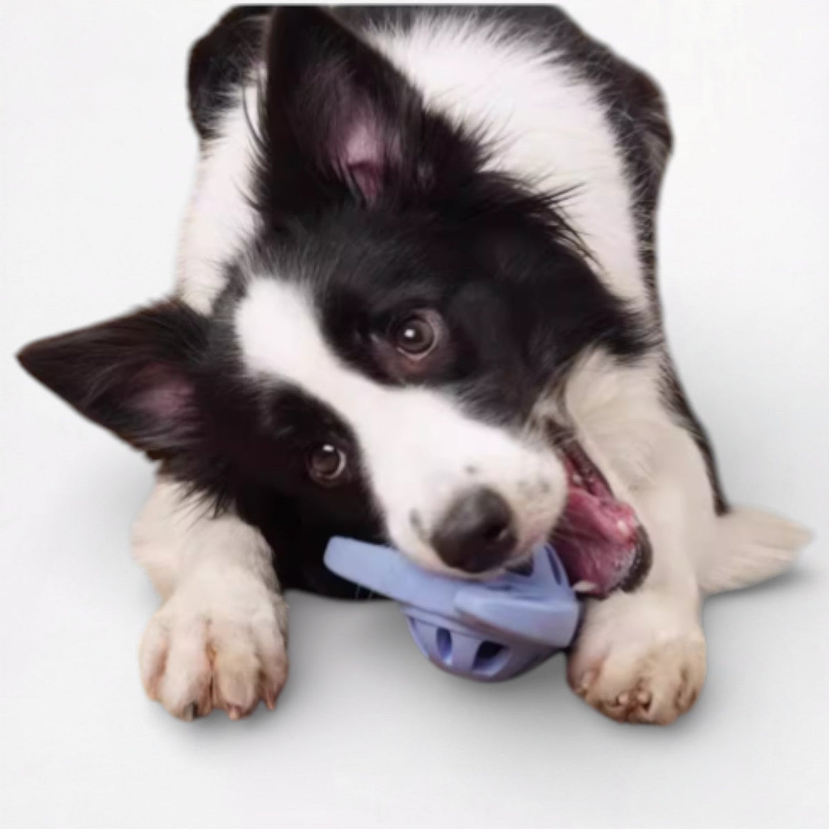 Meow-Wow-Light-Up-Sounding-Dog-Toy.jpg