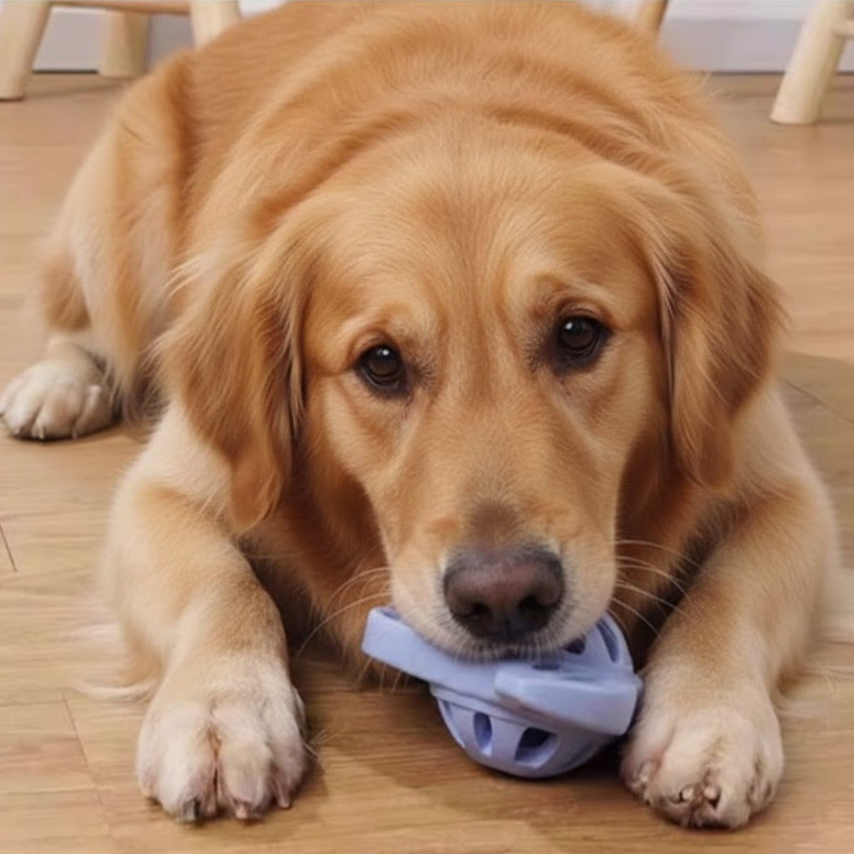 Meow-Wow-Light-Up-Sounding-Dog-Toy.jpg