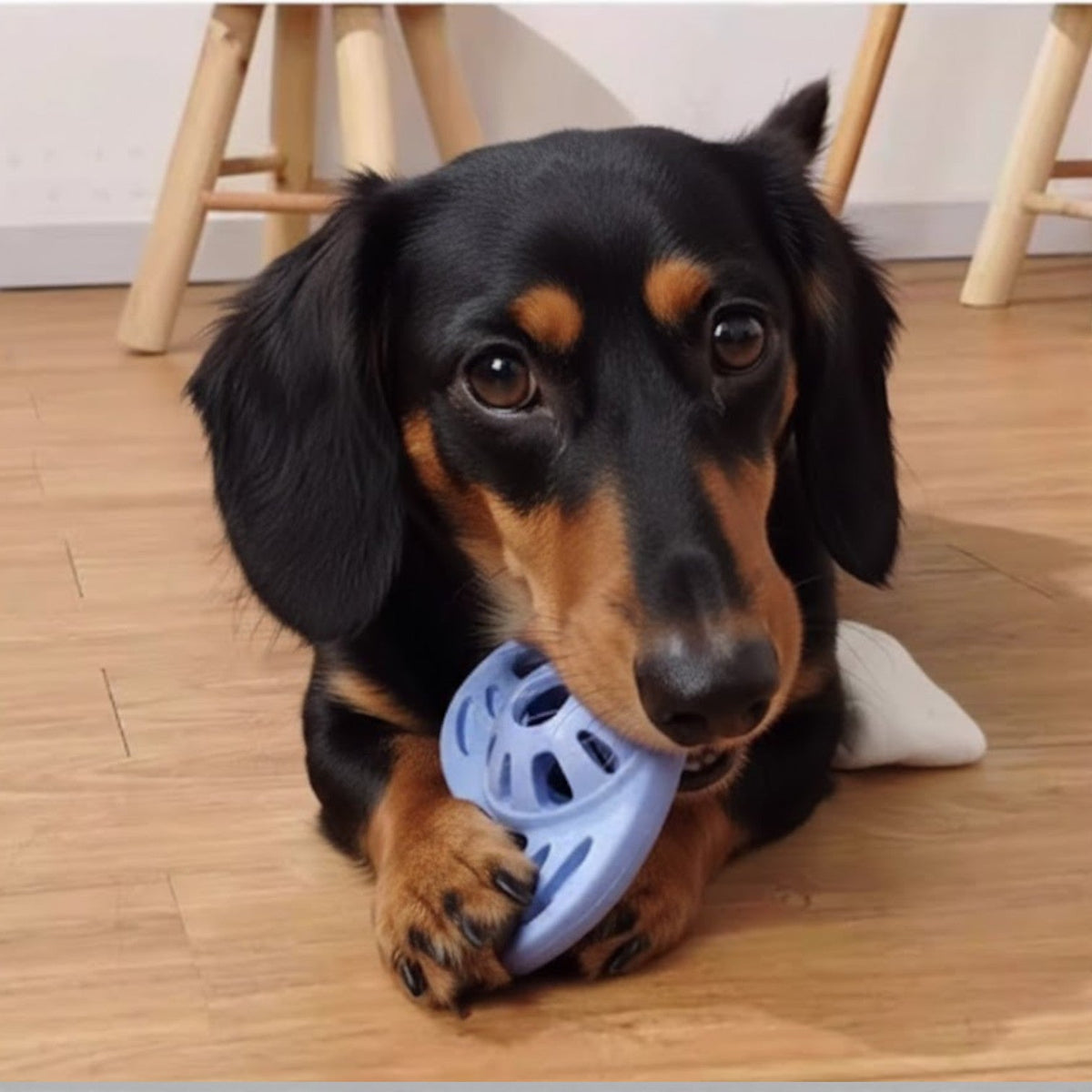 Meow-Wow-Light-Up-Sounding-Dog-Toy.jpg