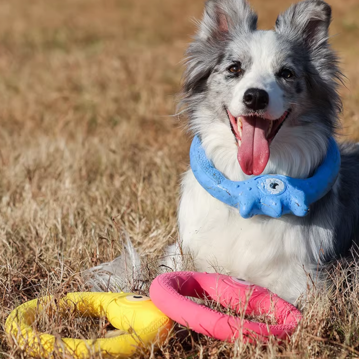 Monster-Dog-Frisbee-Chew-Toy.jpg