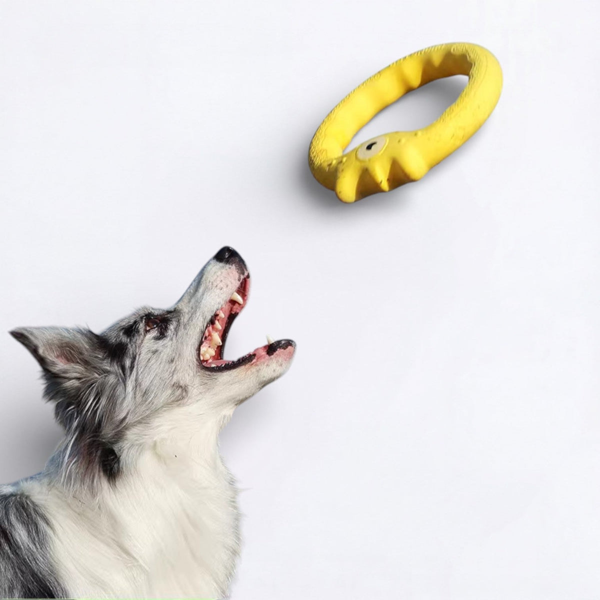 Monster-Dog-Frisbee-Chew-Toy.jpg