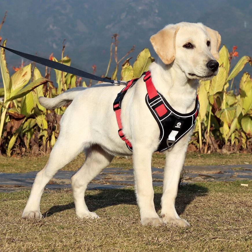 No-Pull-Dog-Harness-Leash-Set.jpg